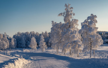 Картинка природа зима деревья снег