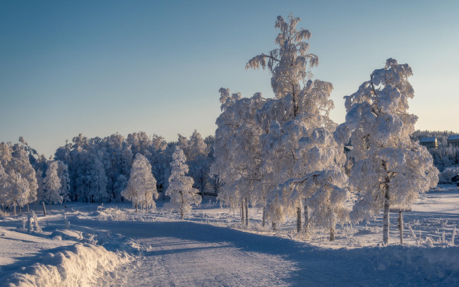 Обои картинки фото природа, зима, деревья, снег