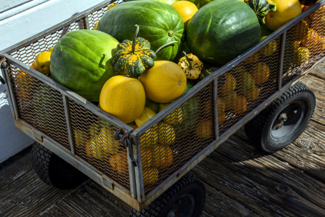 Обои картинки фото еда, фрукты и овощи вместе, арбуз, тыква, дыня