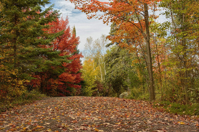 Обои картинки фото природа, лес, простор