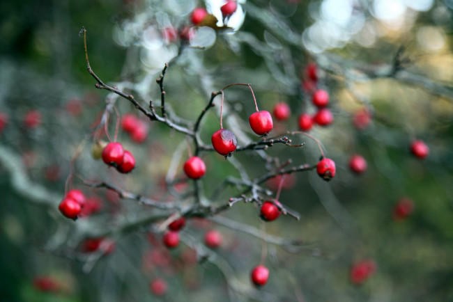 Обои картинки фото природа, ягоды
