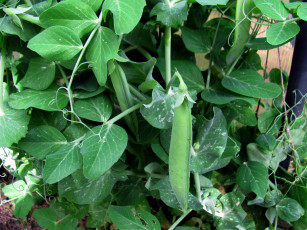 Картинка природа плоды стручки бобы