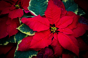 Картинка 3д+графика цветы+ flowers пуансеттия