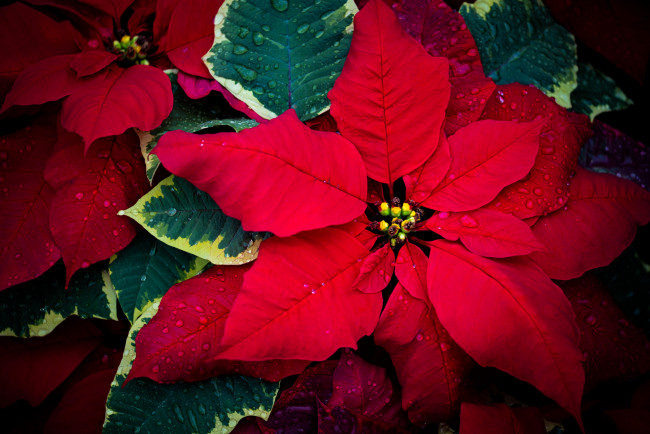 Обои картинки фото 3д графика, цветы , flowers, пуансеттия