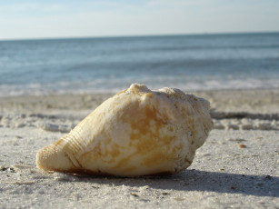 Картинка разное ракушки кораллы декоративные spa камни