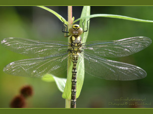 Картинка животные стрекозы