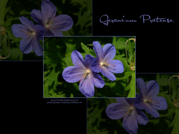 Обои картинки фото цветы, герань