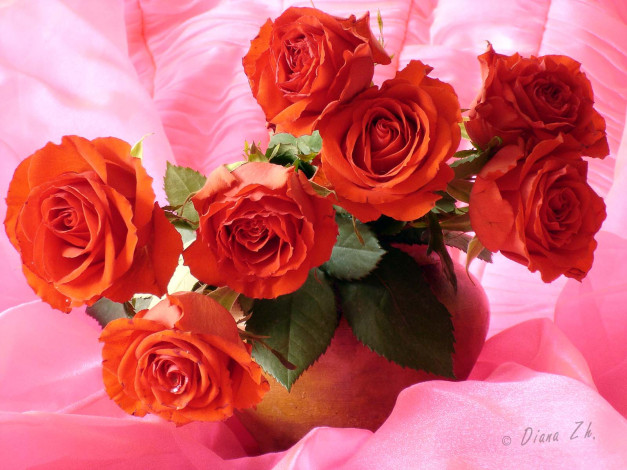 Обои картинки фото цветы, розы