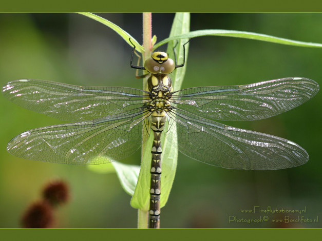 Обои картинки фото животные, стрекозы