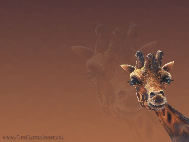 Обои картинки фото животные, жирафы