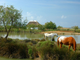 Картинка животные лошади