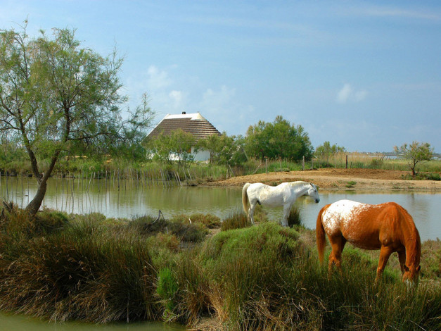 Обои картинки фото животные, лошади