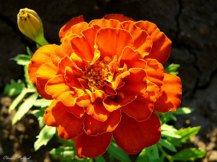 Картинка цветы бархатцы