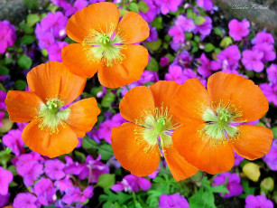 Картинка цветы разные вместе