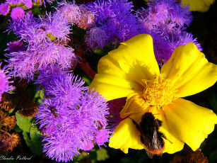 Картинка цветы разные вместе