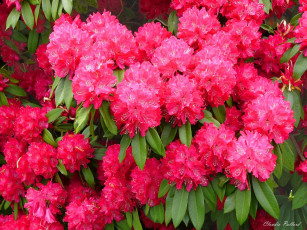 Картинка цветы рододендроны азалии