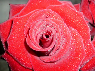 Картинка цветы розы