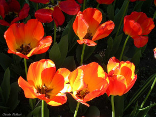 Картинка цветы тюльпаны