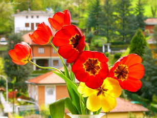 Картинка цветы тюльпаны