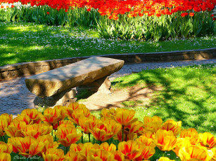 Картинка цветы тюльпаны