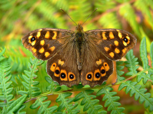 Картинка животные бабочки