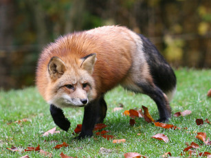 Картинка животные лисы