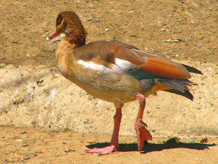 Картинка животные утки