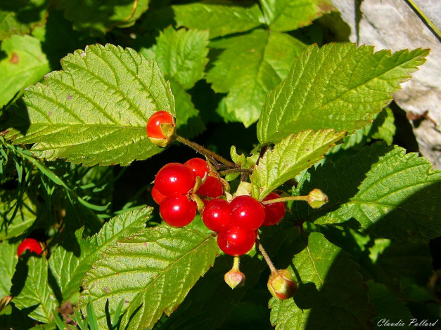 Обои картинки фото 