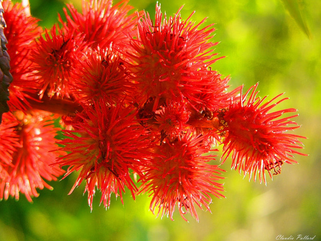 Обои картинки фото 