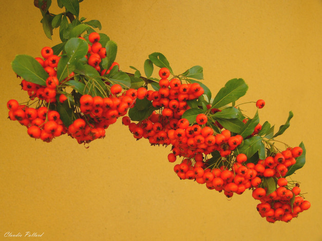 Обои картинки фото 