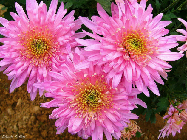 Обои картинки фото цветы, хризантемы