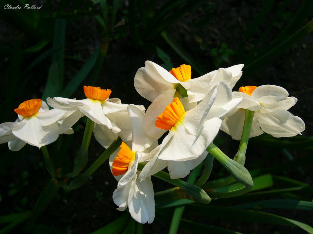 Обои картинки фото цветы, нарциссы