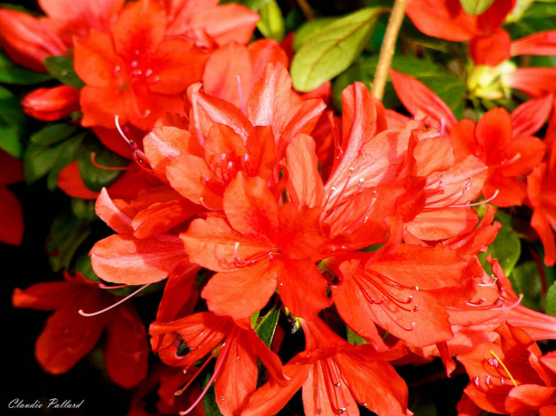 Обои картинки фото цветы, рододендроны, азалии