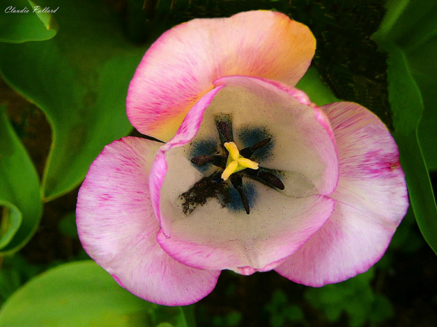 Обои картинки фото цветы, тюльпаны