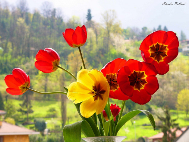 Обои картинки фото цветы, тюльпаны