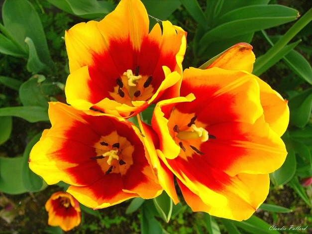 Обои картинки фото цветы, тюльпаны