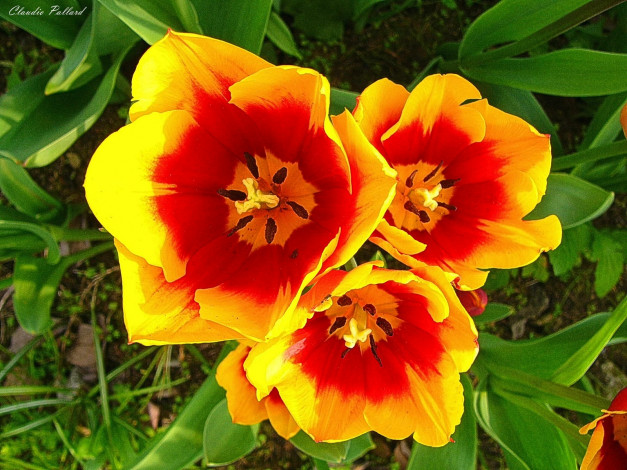 Обои картинки фото цветы, тюльпаны