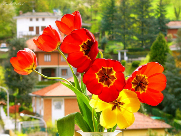 Обои картинки фото цветы, тюльпаны