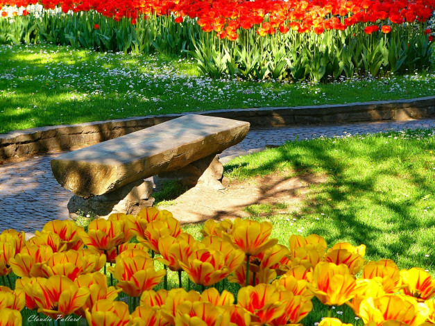 Обои картинки фото цветы, тюльпаны