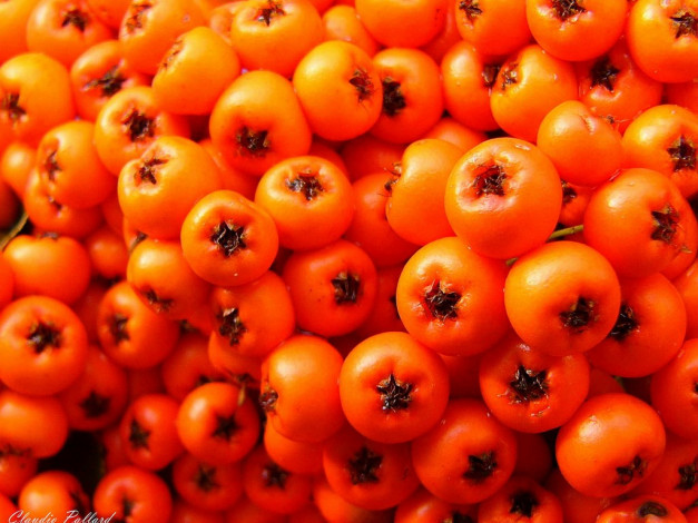 Обои картинки фото еда, фрукты, ягоды