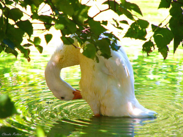 Обои картинки фото животные, гуси