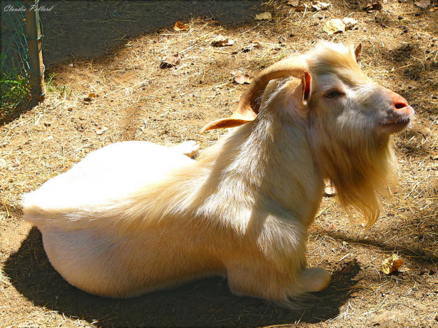 Обои картинки фото животные, козы