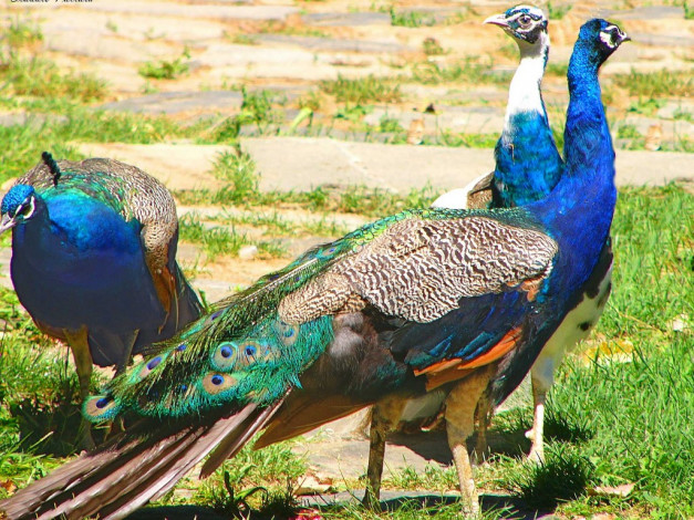 Обои картинки фото животные, павлины
