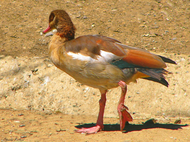 Обои картинки фото животные, утки