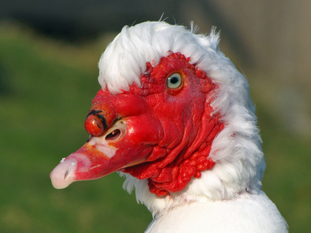 Обои картинки фото животные, утки