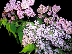 Картинка автор тараненко цветы сирень