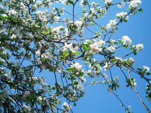 обоя цветы, цветущие, деревья, кустарники