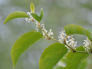 Картинка цветы цветущие деревья кустарники