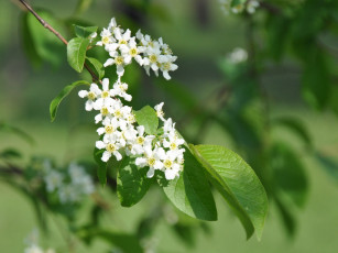 обоя цветы, цветущие, деревья, кустарники