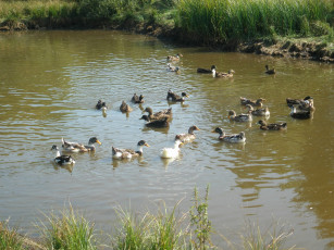 Картинка животные утки